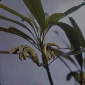 [Clermontia arborescens close-up from Puʻu Kukui, United States]