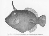 Needle-bearing File-fish, Amanses scopas of Samoa