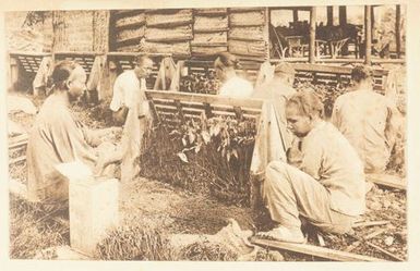 Unpacking Cocoa Trees. From the album: Skerman family album