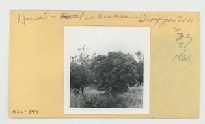[Diospyros in Hawaii, envelope IE26-249]