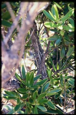 Gecko on shrub trunk