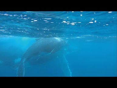 TAGATA PASIFIKA: Swimming with Vava’u Whales