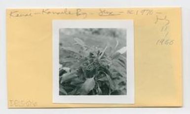 [Ilex anomala in Hawaii, envelope IE25-076]