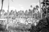 Guam, view of cemetery surrounded by palm trees