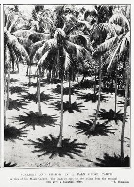Sunlight and shadow in a palm grove, Tahiti