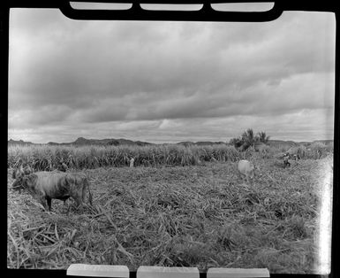 Cattle and workers in the sugar plantation, Lautoka, Fiji