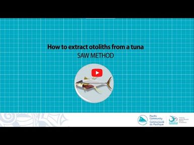 Extract otoliths froma tuna - saw method