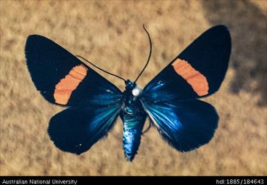 Female Pinetree Moth, 2" wingspan