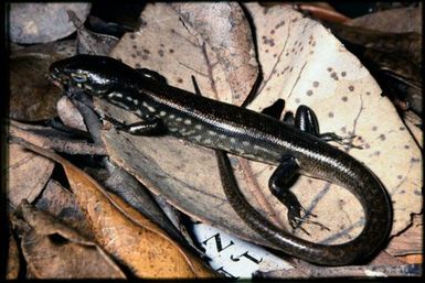 Skink sp.