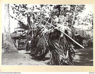 WUNUNG, JACQUINOT BAY, NEW BRITAIN, 1945-08-25. NATIVES DOING THE DANCE OF THE BUSHLAND DURING THEIR SING-SING AT THE ALLIED INTELLIGENCE BUREAU TO MARK THE END OF HOSTILITIES