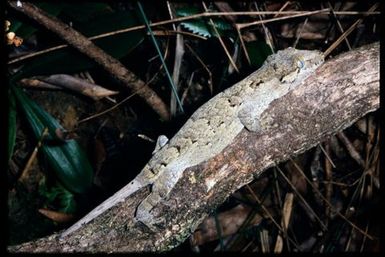 Rhacodactylus auriculatus
