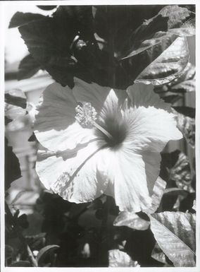 Pacific Islands - Cook Island - Rarotonga - Scenics