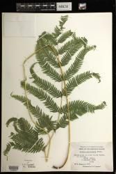Pteris spinescens