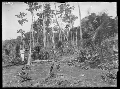 Young Plantation Developing