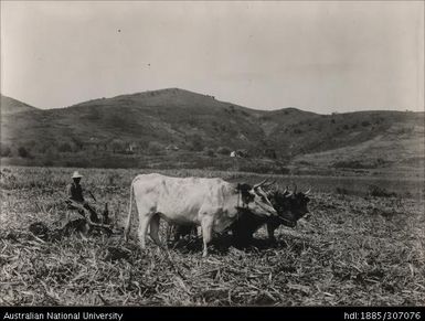 Rarawai Tenant Farms