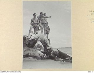 CAPE PUS, WEWAK. AREA, NEW GUINEA, 1945-09-07. A FISHING PARTY FROM 2/6 INFANTRY BATTALION USE A FALLEN TREE ON THE BEACH AS AN OBSERVATION POINT WHILE SPOTTING FOR SCHOOLS OF FISH. IDENTIFIED ..