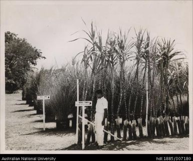 Cane Experiment Station