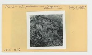 [Capparis in Hawaii, envelope IE24-290]