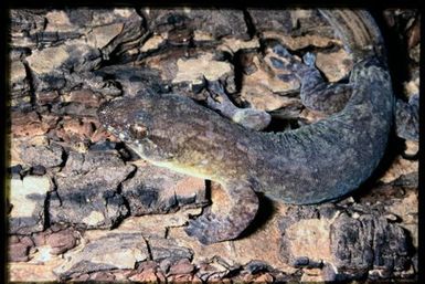 Gecko sp.