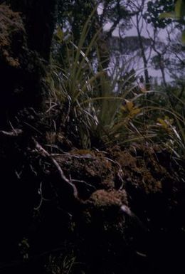 [Unidentified green plants on the Alakai Swamp Trail, United States]