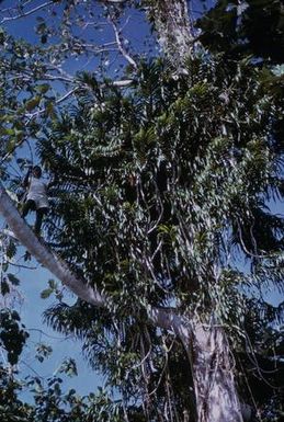 [Grammatophyllum in Lae District, Papua New Guinea] BRIT-A-AR003-003-04-138