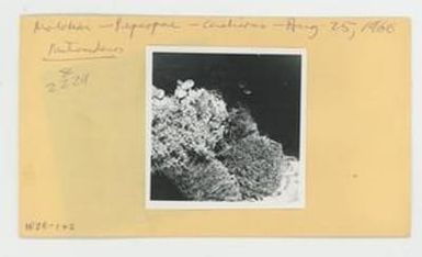 [Metrosideros in Hawaii, envelope IE28-172]