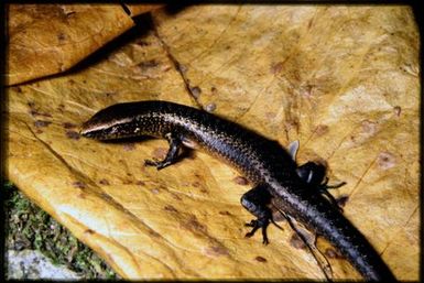 Caledoniscincus aquilonius