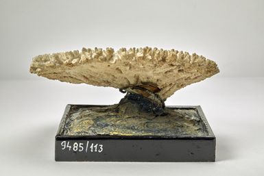 Madresta spicifera