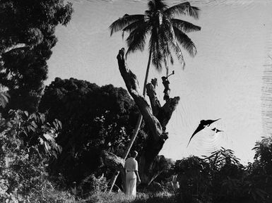 [View of western man watching Pacific Island boy chopping a section of a tree]