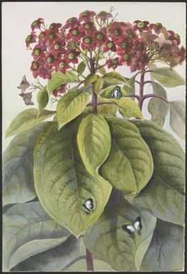 Clerodendrum costatum R.Br., family Lamiaceae, Papua New Guinea, 1916? Ellis Rowan