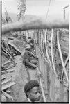 House-building for Rappaports: siding made of pandanus leaves being added to wall frame