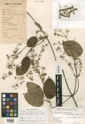 Clematis papuasica var. pubescens