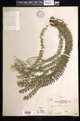 Phlegmariurus phlegmaria