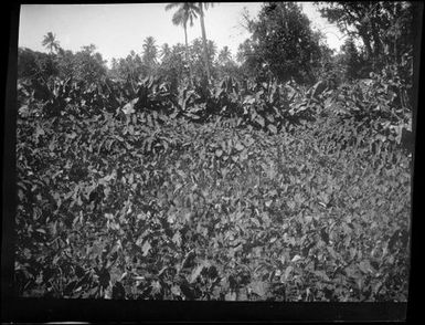 Rarotonga