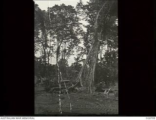 NADZAB, NEW GUINEA. C. 1944-02. A BULLDOZER OF NO. 62 MOBILE WORKS SQUADRON RAAF SMASHES DOWN GIANT JUNGLE TREES AS MOBILE WORKS GANGS PERFORM RUSH WORK IN WILD NG TO CONSTRUCT NEW AIRFIELDS AND ..