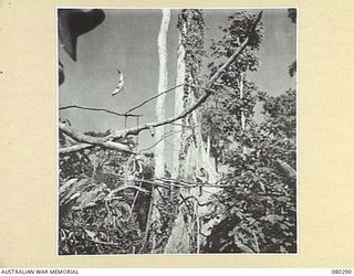 BUSU FOREST, LAE AREA, NEW GUINEA. 1944-07-26. STAGING CONSTRUCTED BY NATIVES SUPPLIED BY THE AUSTRALIAN NEW GUINEA ADMINISTRATIVE UNIT WHO ARE ATTACHED TO THE 2/3RD FORESTRY COMPANY, ROYAL ..
