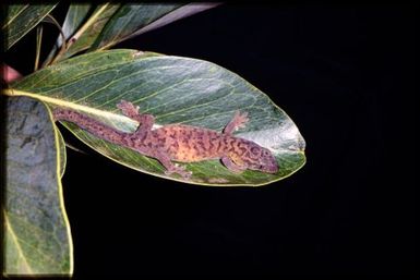 Gecko sp.