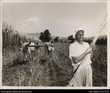 Farmer and bullock plough