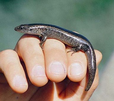 Lord Howe Island skink