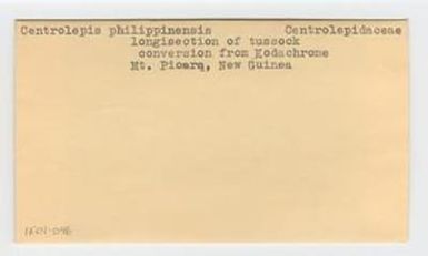 [Centrolepis philippinensis in Papua New Guinea, envelope IE01-046]