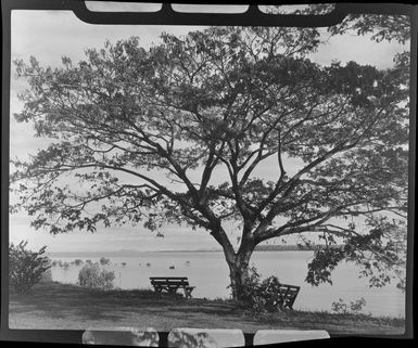 Park benches under a large tree, looking out over the sea to the islands beyond, Lautoka, Fiji