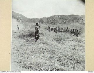 WAU, NEW GUINEA, 1944-02-23. NATIVE BOYS CUTTING AND BURNING KUNAI GRASS TO CLEAR AN AREA FOR THE NEW REST CAMP AT WAU. THE WORK IS BEING UNDERTAKEN BY MEMBERS OF THE 2/4TH FIELD SQUADRON