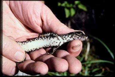 Lioscincus steindachneri