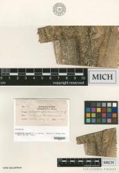 Schizochora pandani