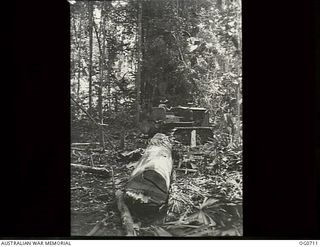 NADZAB, NEW GUINEA. C. 1944-02. A LOG IS BEING HAULED THROUGH THE JUNGLE TO A SAWMILL OPERATED BY NO. 62 MOBILE WORKS SQUADRON RAAF, WHERE, WITHIN A FEW HOURS, IT WILL BE CONVERTED INTO TIMBER. ..