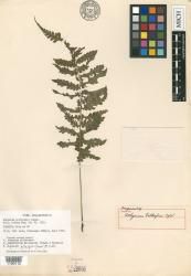 Athyrium gillespiei