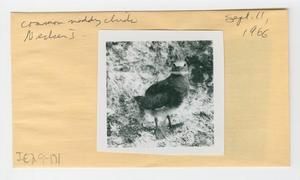 [Common noddy in Hawaii, envelope IE29-171]