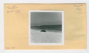 [Turtle in Hawaii, envelope IE31-159]