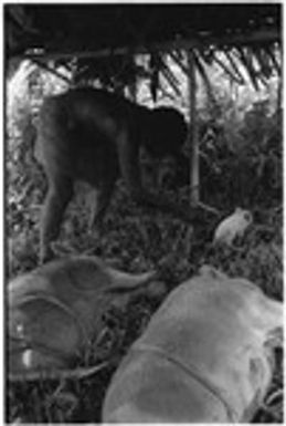 Tending to pigs staked out in lean-to