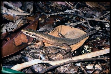 Skink sp.